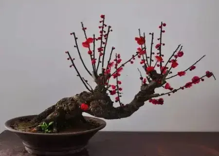 盆景养护管理 | 梅花盆景怎么养