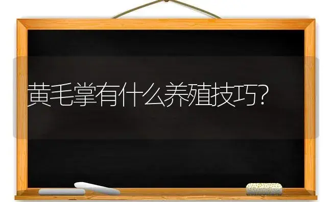 黄毛掌有什么养殖技巧？ | 多肉养殖