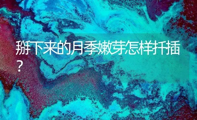 掰下来的月季嫩芽怎样扦插？ | 绿植常识