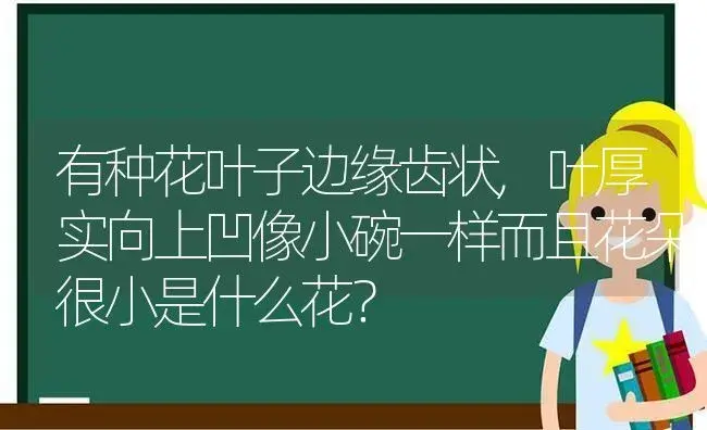 有种花叶子边缘齿状,叶厚实向上凹像小碗一样而且花朵很小是什么花？ | 多肉养殖