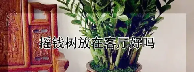 摇钱树放在客厅好吗