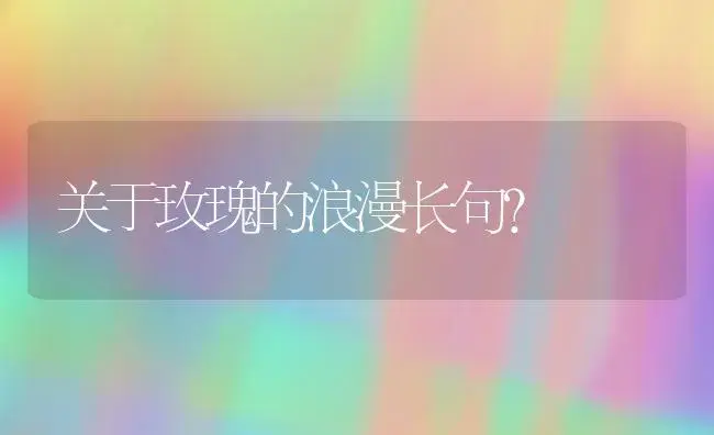 关于玫瑰的浪漫长句？ | 绿植常识