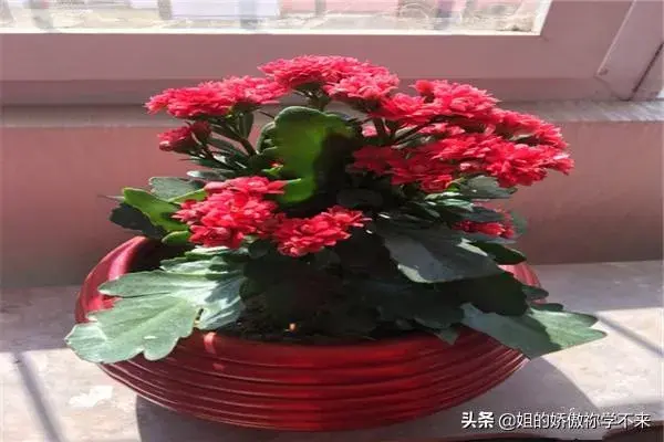 长寿花开花后怎么处理？