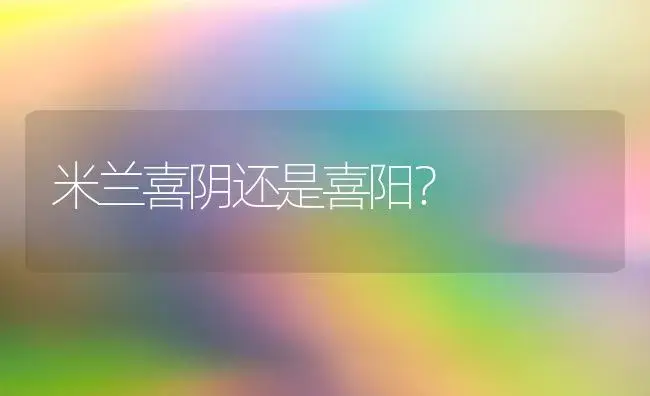 米兰喜阴还是喜阳？ | 绿植常识