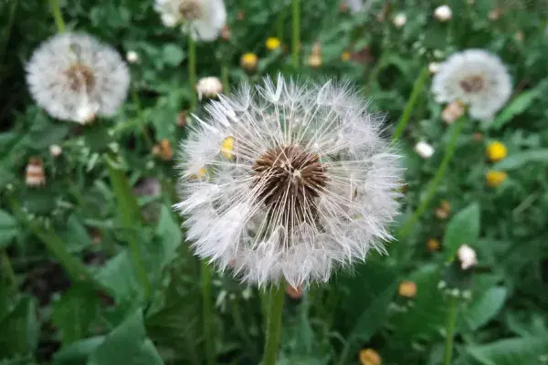 蒲公英是怎样的，蒲公英花语含义是什么