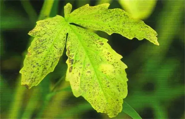 芝麻常见病虫害的防治和治疗