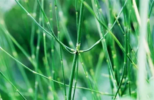 节节草的栽培对策