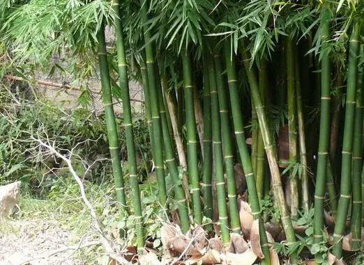 浙江地区适合栽培果桑、苗木、竹子、山核桃、板栗吗？