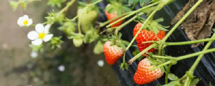 露天草莓的栽培措施