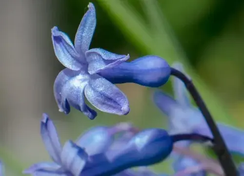 表示幸福的花 花语是幸福的花