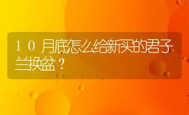 10月底怎么给新买的君子兰换盆？ | 绿植常识