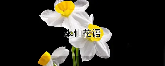 水仙花语