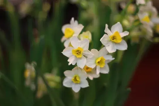 水仙花语：自恋、孤独