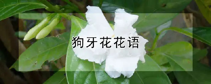 狗牙花花语