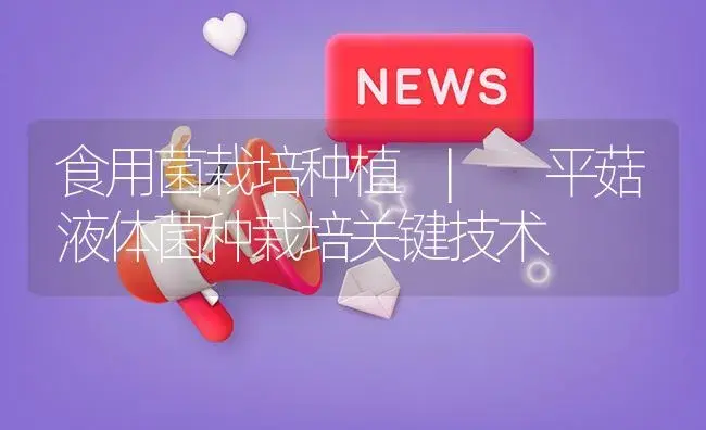 平菇液体菌种栽培关键技术 | 菌菇种植