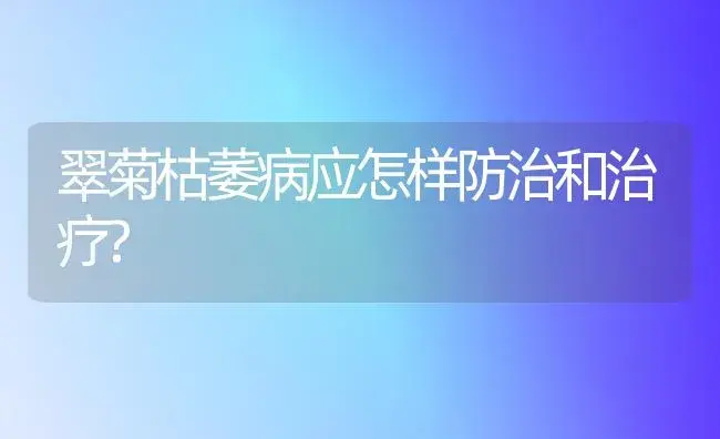 翠菊枯萎病应怎样防治和治疗? | 家庭养花