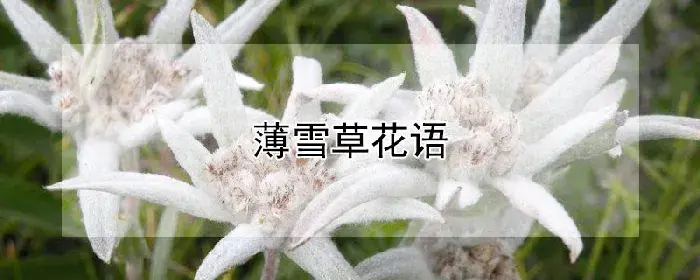 薄雪草花语