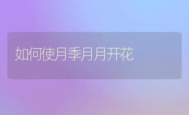 如何使月季月月开花 | 家庭养花