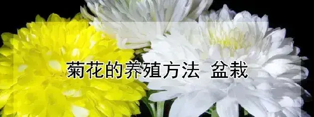 菊花的养殖方法 盆栽