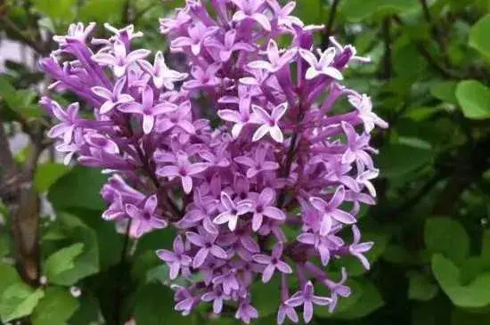 丁香花的花语 丁香花的象征