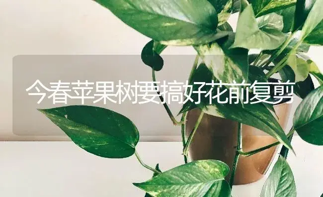 今春苹果树要搞好花前复剪 | 特种种植