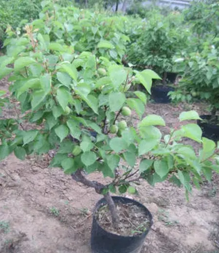 花卉果蔬盆景 | 杏树的种植方法和注意事项