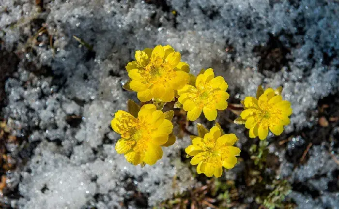 冰凌花的功效与作用，冰凌花的花语