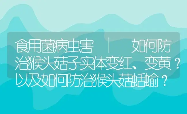 如何防治猴头菇子实体变红、变黄？以及如何防治猴头菇蛞蝓？ | 菌菇种植