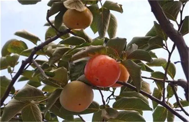 柿子落花落果怎么办