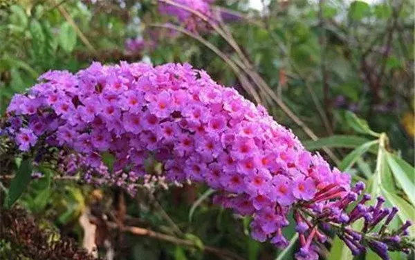 醉鱼草的花期和花语 醉鱼草能毒多大的鱼