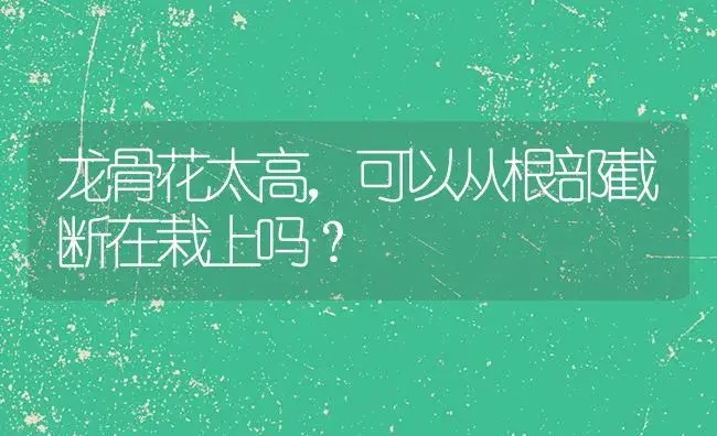 龙骨花太高,可以从根部截断在栽上吗？ | 多肉养殖