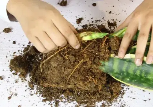 盆景养护管理 | 虎皮兰侧芽怎么处理