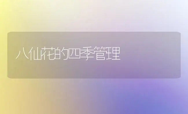 八仙花的四季管理 | 家庭养花