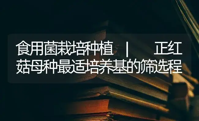 正红菇母种最适培养基的筛选程 | 菌菇种植