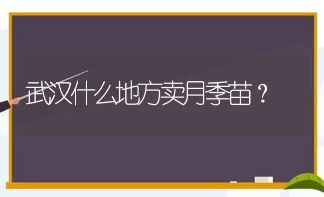 武汉什么地方卖月季苗？ | 绿植常识