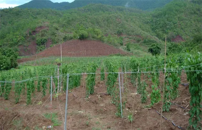 美藤果种植技术