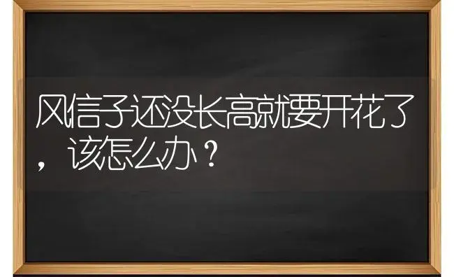 风信子还没长高就要开花了，该怎么办？ | 绿植常识