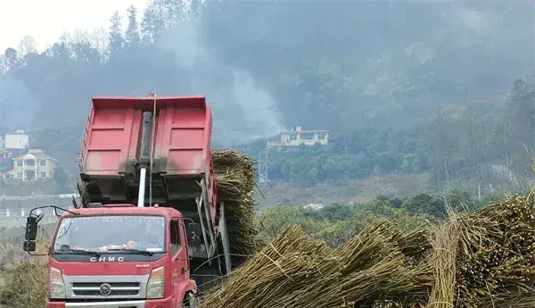 重庆黔江：桑枝育出生态菌 撑开增收致富伞