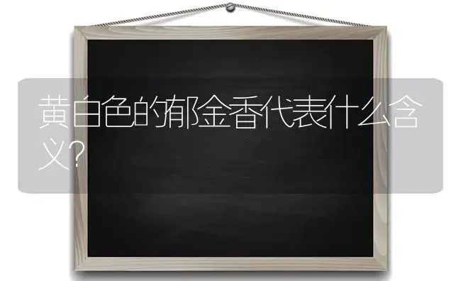 黄白色的郁金香代表什么含义？ | 绿植常识