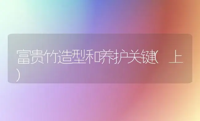 富贵竹造型和养护关键(上) | 家庭养花
