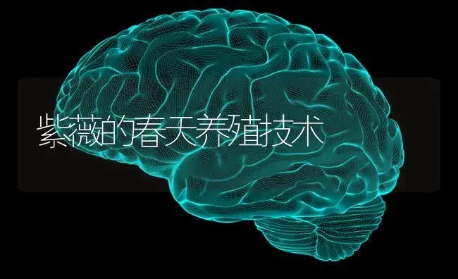 紫薇的春天养殖技术 | 特种种植