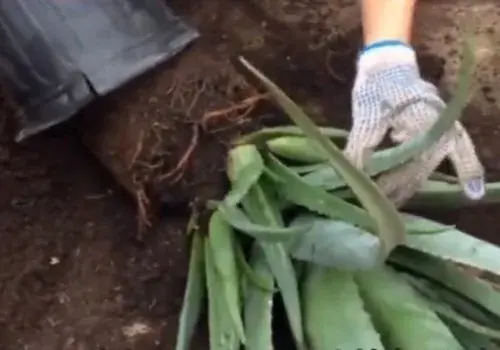 盆景材料 | 花盆盆土板结怎么办