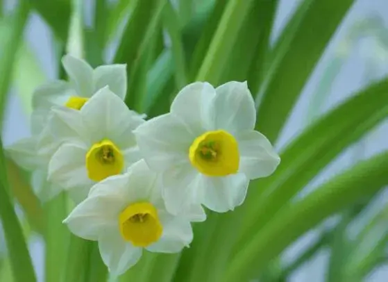 水仙花花语有哪些？