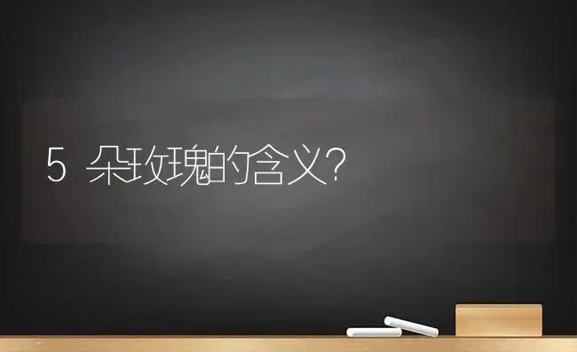 5朵玫瑰的含义？ | 绿植常识