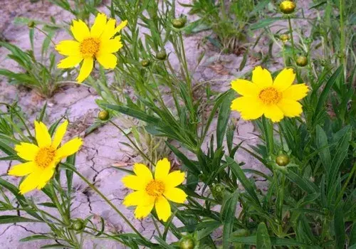 花卉果蔬盆景 | 金鸡菊种植方法