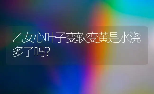 乙女心叶子变软变黄是水浇多了吗？ | 多肉养殖