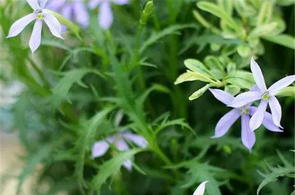 彩星花怎么养 彩星花的花期和花语