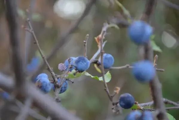 3年的蓝莓树苗价格是多少钱一棵？2018栽培的成本利润怎样？栽培办法有哪些？