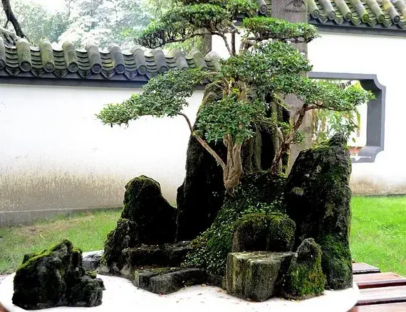 川派盆景 | 川派盆景根植于巴山蜀水