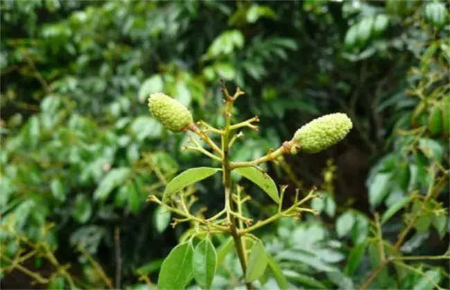 荔枝落花落果的 因素